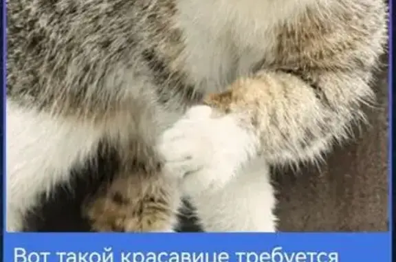 Кошки потеряшки, Иркутск, фото: Кошка ищет дом, Иркутск — малышка, помощь в стерилизации и прививках