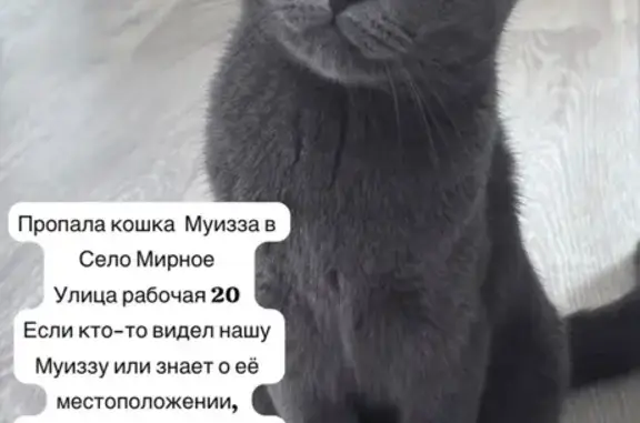 Пропала кошка, Село Мирное, Рабочая, д. 20, Мирное — тёмно-серая, впервые убежала с балкона - photo