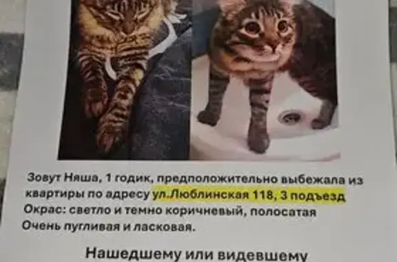 Пропала кошка, Москва, Люблинская, д. 118 — полосатая - photo