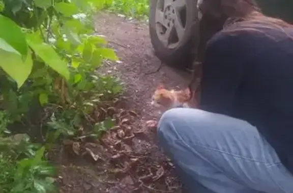 Найдена кошка, Ярославль, фото: Найдена кошка, Тутаевское шоссе, д. 62, Ярославль — трёхшерстная, возраст до года