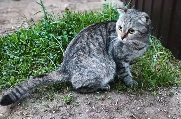 Найдена кошка, Демихово, фото: Найдена кошка, Деревня Бурмакино (г Можайск), Можайск — молодая, пугливая