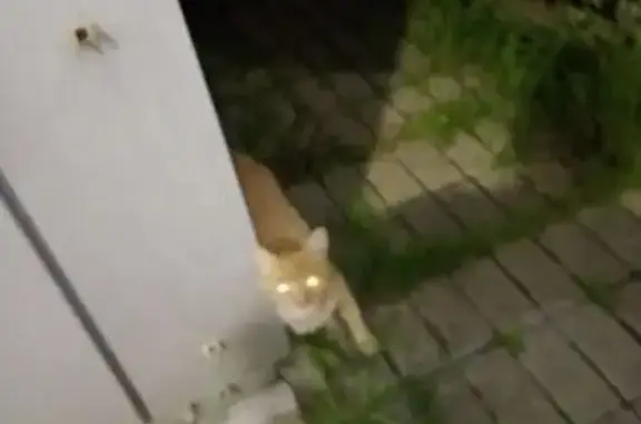 Найдена кошка, Ярославль, фото: Найдена кошка, Ярославль — рыжая
