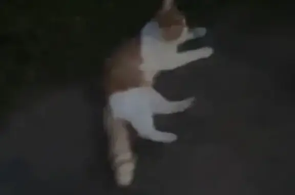 Найденные животные Уфа, фото: Найдена кошка, Район Демский (г Уфа), Дёмское, д. 21, Уфа — рыже-белый котик, ласковый