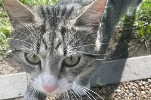 Найдена кошка, Белгород, фото: Найдена кошка, Белгород, Садовая, д. 1б, Белгород — белый котёнок с серой мордочкой