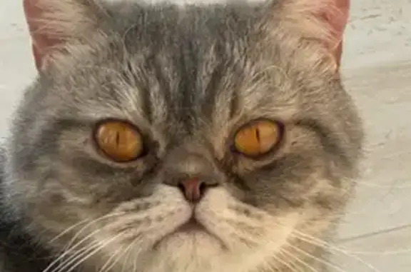Кошки потеряшки, , фото: Потеряшка кошка, Поселок Клеверное, Приозёрная — мальчик, кастрирован