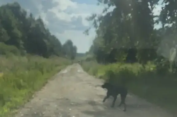 Найдена собака, Калуга, фото: Найдена собака, Калуга (rf1225610)