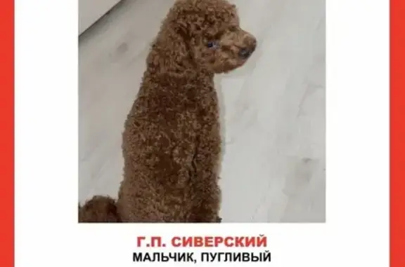 Пропала собака Мальчик, Сиверский (rl1225691) - photo
