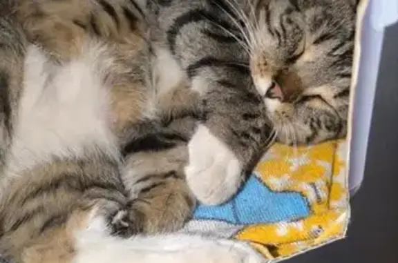 Найдена кошка, Новокузнецк, фото: Найдена кошка, Новокузнецк, Куйбышева, д. 2, Новокузнецк — подошла сама, беременная