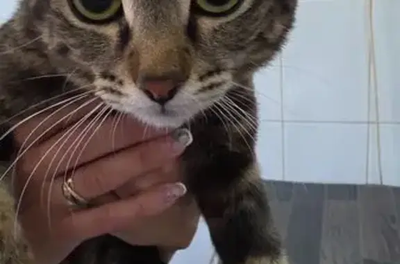 Найдена кошка, Волгоград, фото: Найдена кошка, Волгоград, Дубовская, д. 18 — домашняя, около 1 года