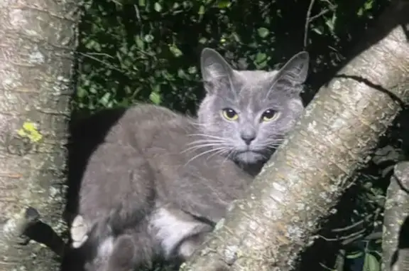 Найденные животные Брянск, фото: Найдена кошка, Сосновый, Брянск — серый кот, у дома 12