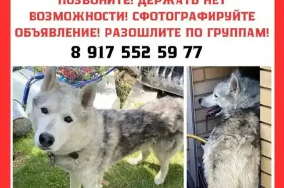 Найдена собака, Химки, фото: Найдена собака, квартал Вашутино, Химки — хаски, сейчас находится в отлове