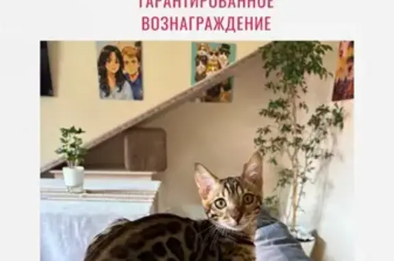 Пропала кошка, Район Мотовилихинский (г Пермь), Восстания, д. 132, Пермь — бенгальский котёнок, 4 месяца - photo