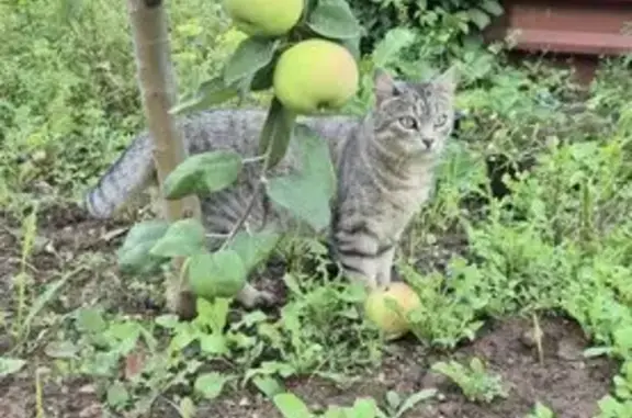 Найденные животные Оренбург, фото: Найдена кошка, Оренбург, Высотная — очень ласковая и игривая