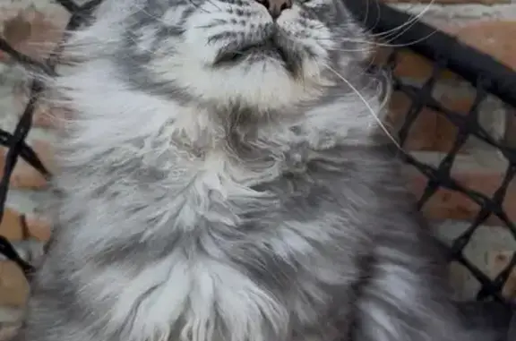 Пропала кошка, Курск, Разина — мейн-кун, 2,5 года, полидакт - photo
