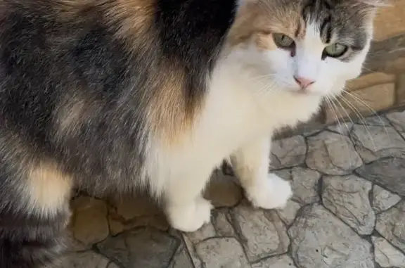 Найдена кошка, Ростов-на-Дону, фото: Найдена кошка, Адлерский, Ростов-на-Дону — трёхцветная, пугливая