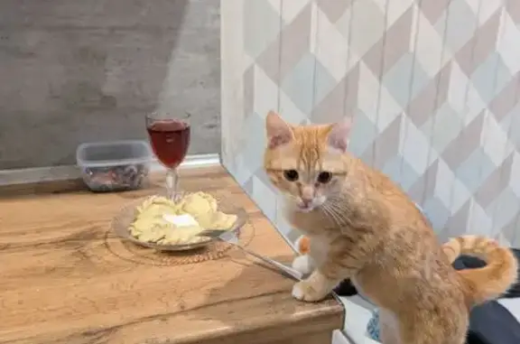 Пропал кот, им. Олега Кошевого, Краснодар — рыжий с белым, около года - photo