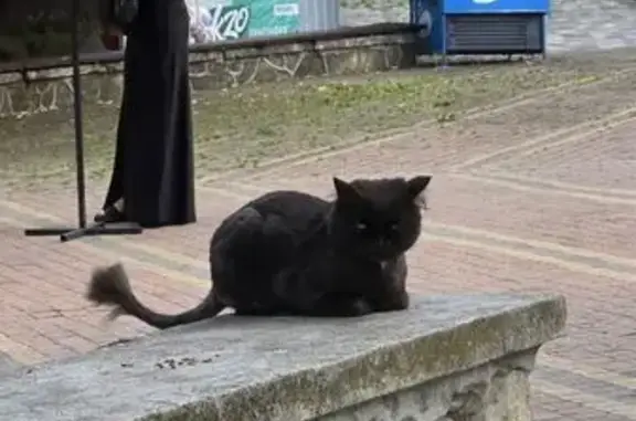 Пропала кошка, Ставрополь — кот чёрный, на шее белый окрас как бабочка - photo