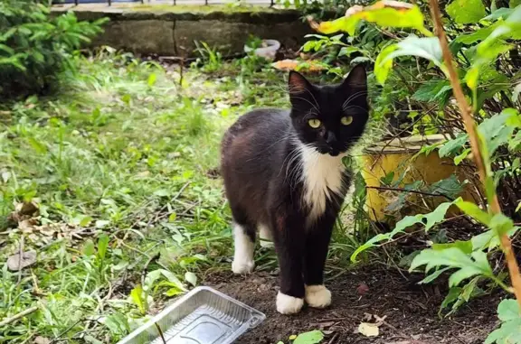 Найдена кошка, Калининград, С.Разина, д. 36 — кошка и четыре котёнка - photo