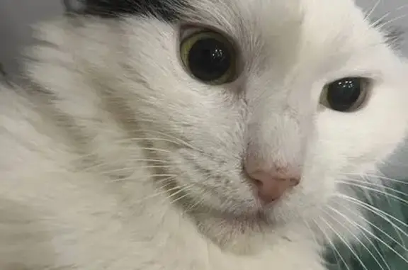 Пропала кошка, Кострома, Шагова, д. 5/1 — пугливая, зелёные глаза - photo