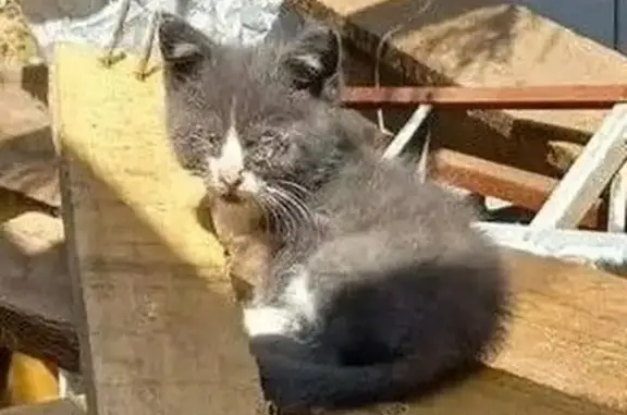 Кошки потеряшки, Ростов-на-Дону, фото: Кошка ищет дом, Коммунистический, Ростов-на-Дону — лечим глазки