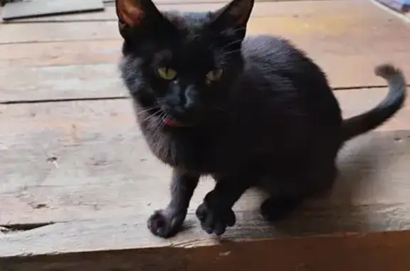 Найдена кошка, Раменское, фото: Найдена кошка, Деревня Донино (г Раменское), Лесозавод, Раменское — чёрная, молодая, ручная