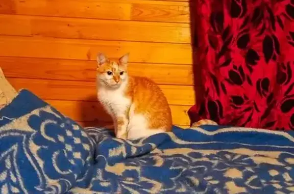Пропала кошка, Деревня Аграфенино, Речная, д. 7, Горная — рыже-белая, пугливая - photo