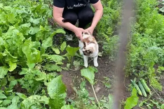Найдена кошка, Шуя, Металлисто...