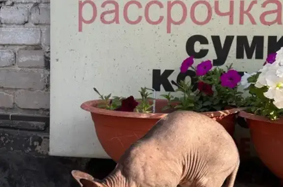 Найдена кошка, Рубцовск, Крыло...