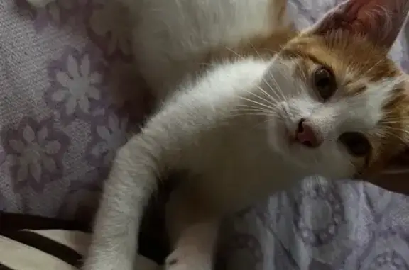 Найдена кошка, Деревня Ойкасы, Восточная, Ойкасы — котёнок, мальчик, 2–3 месяца - photo