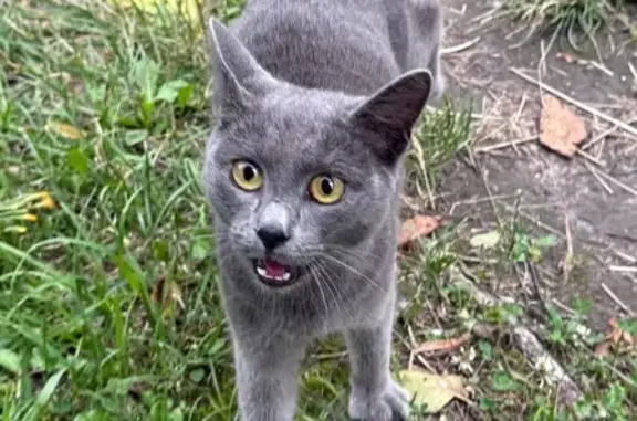Найдена кошка, Нижний Новгород, фото: Найдена кошка, Район Автозаводский (г Нижний Новгород), Героя Юрия Смирнова, д. 16а, Нижний Новгород — очень ласковый мальчик