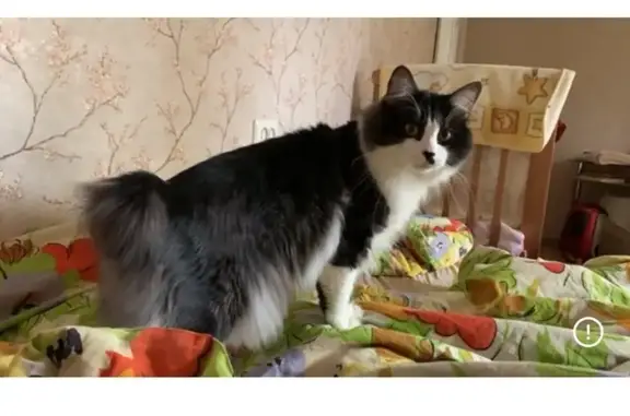 Пропала кошка, Село Шопша, Старосельская, д. 1 — короткий хвост, как у зайца - photo
