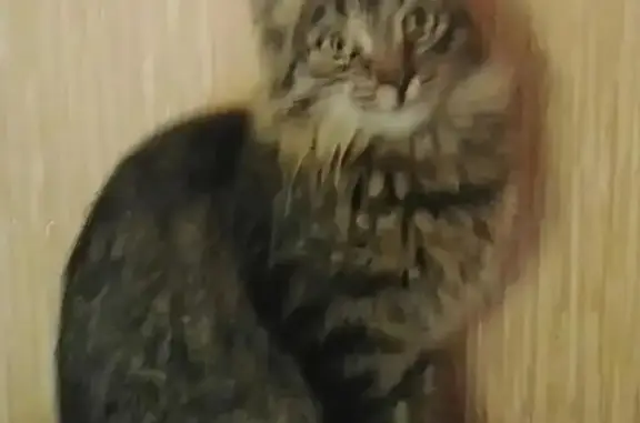 Кошки потеряшки, Розовка, фото: Потеряшка кошка, СНТ «Дорожник», Розовка — кличка Микки, 10 лет, стерилизована
