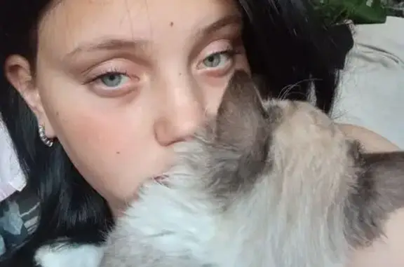 Пропала кошка, Кемерово, Мичурина, д. 41 — очень ласковый котёнок, голубые глаза - photo