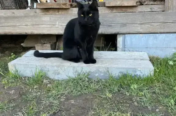 Пропала кошка, Деревня Псоедь — мальчик, полностью чёрный, с красным ошейником - photo