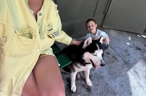 Найдена собака, Химки, фото: Найдена собака, Химки, 2-й Мичуринский, д. 4