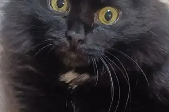 Кошки потеряшки, Уфа, фото: Потеряшка кошка, Шота Руставели, д. 27/3, Уфа — чёрный кот Герман