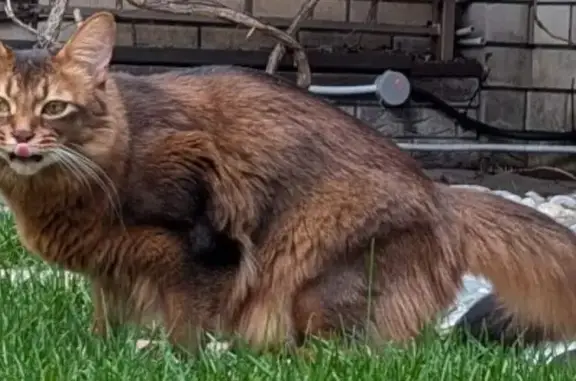 Пропала кошка, Воронеж, Каховского, д. 64, Воронеж — коричневый окрас, сомалийская порода - photo