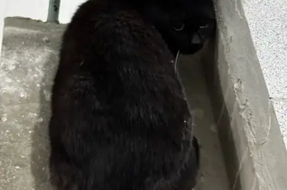 Найдена кошка, Казань, фото: Найдена кошка, Казань, Дубравная, д. 43А — чёрный пугливый взрослый кот