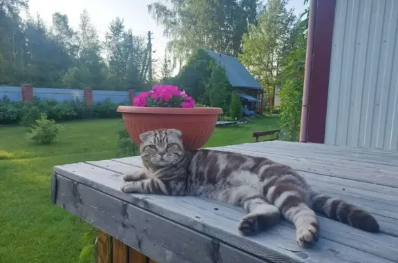 Пропала кошка, Село Новолуговое, Зеленая, д. 1, Новолуговое — глаза желтые - photo