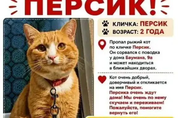 Пропала кошка, Баумана, д. 9а, Пермь — Индустриальный район - photo