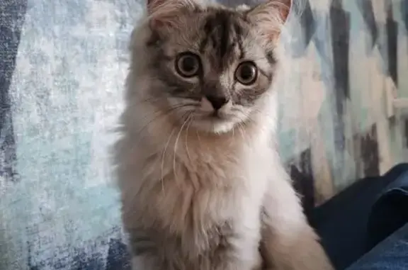 Найдена кошка, Первоуральск, фото: Найдена кошка, Первоуральск — серая кошечка с серыми глазками