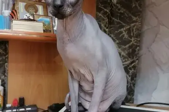 Найдена кошка, Саратов, фото: Найдена кошка, Химическая, д. 1, Саратов — ласковая, порода сфинкс