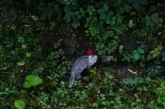 Найдена кошка, Новомосковск, фото: Найдена кошка, Новомосковск, Есенина — шотландской породы, явно домашняя