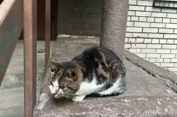 Найдена кошка, Санкт-Петербург, фото: Найдена кошка, Санкт-Петербург, Карташихина, д. 15 — с ошейником, ласковая