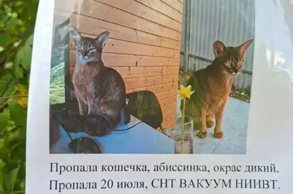 Пропала кошка, Территория СНТ Зенит (деревня Ольгино) (г Ступино), Ступино — дикий окрас, большие уши - photo