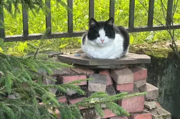 Найдена кошка, Истра, фото: Найдена кошка, Деревня Аносино (г Истра), Поляны, Истра — черно-белая в ошейнике