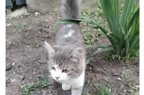 Пропала кошка, Шахты, Мало-Артемовский, д. 18 — кличка Милкис, 1 год 3 месяца - photo