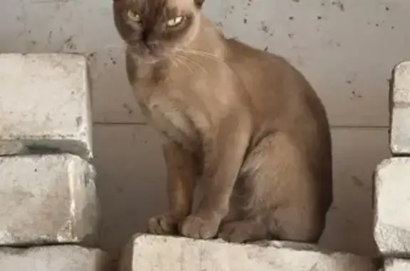 Найдена кошка, Казань, фото: Найдена кошка, Район Авиастроительный (г Казань), Кольцевая, д. 9 1, Казань — пугливая, похожа на абиссинскую породу