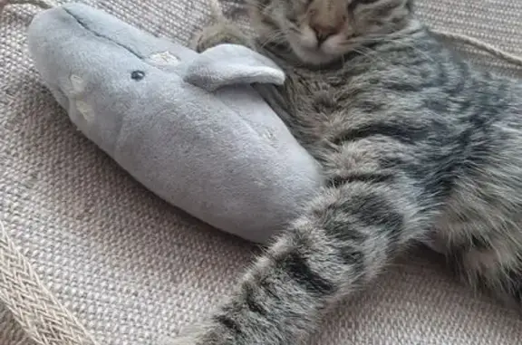 Кошка ищет дом, Хабаровск, Ленинградский, д. 9 — 4 мес., ласковая Маруся - photo