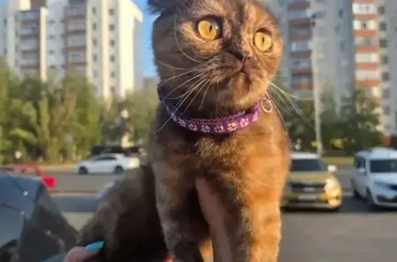 Найдена кошка, Сургут, фото: Найдена кошка, Профсоюзов, Сургут